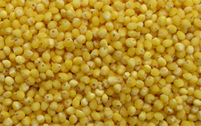 Photo of Hulled millet