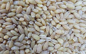 Photo of Pearled barley