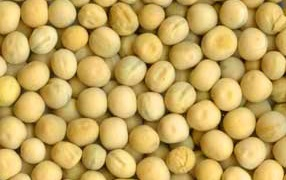 Yellow peas Ukraine